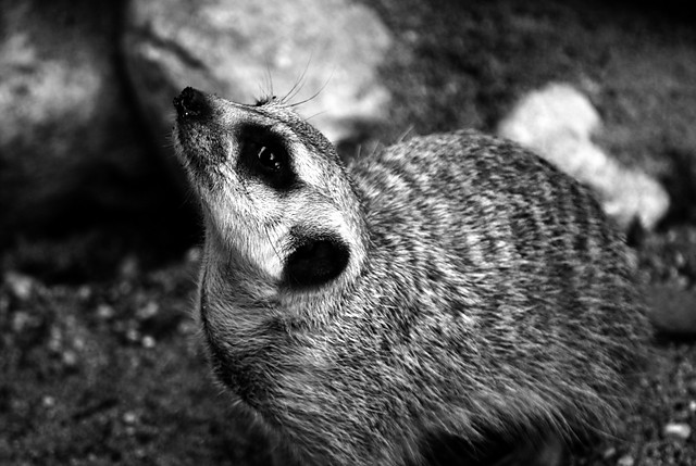 The Meercat