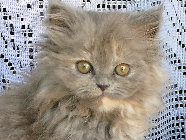 Maksia