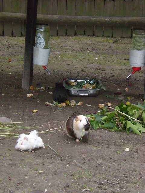 Trawka w pyszczku.