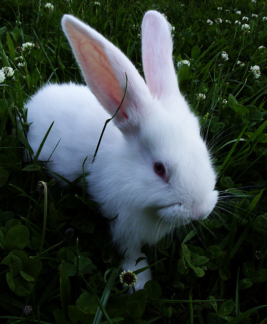 whitte rabbit