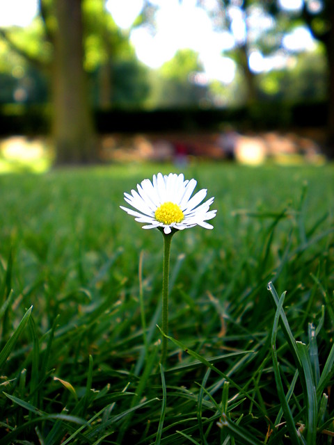 butterfly.