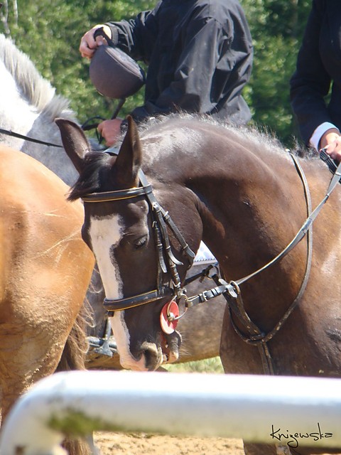 Sokolnik 14.06.09