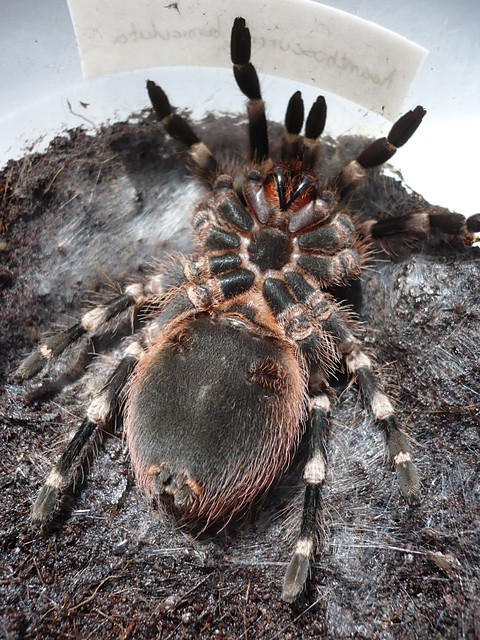 A.Geniculata L9/10