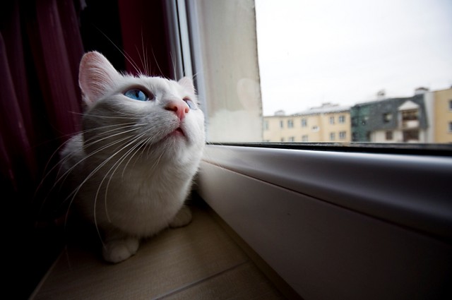 Kitka