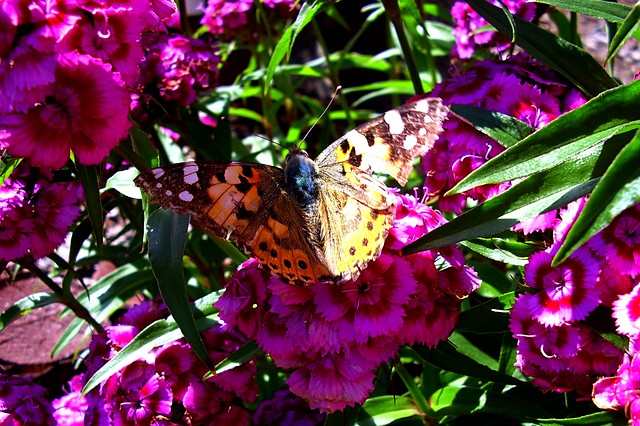 motyl