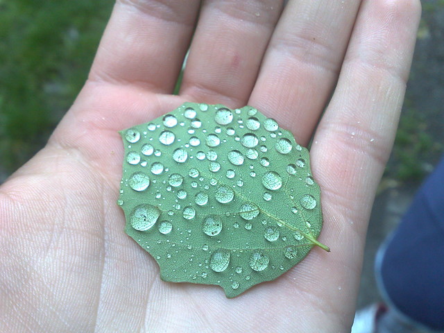 licie garaowskie;]