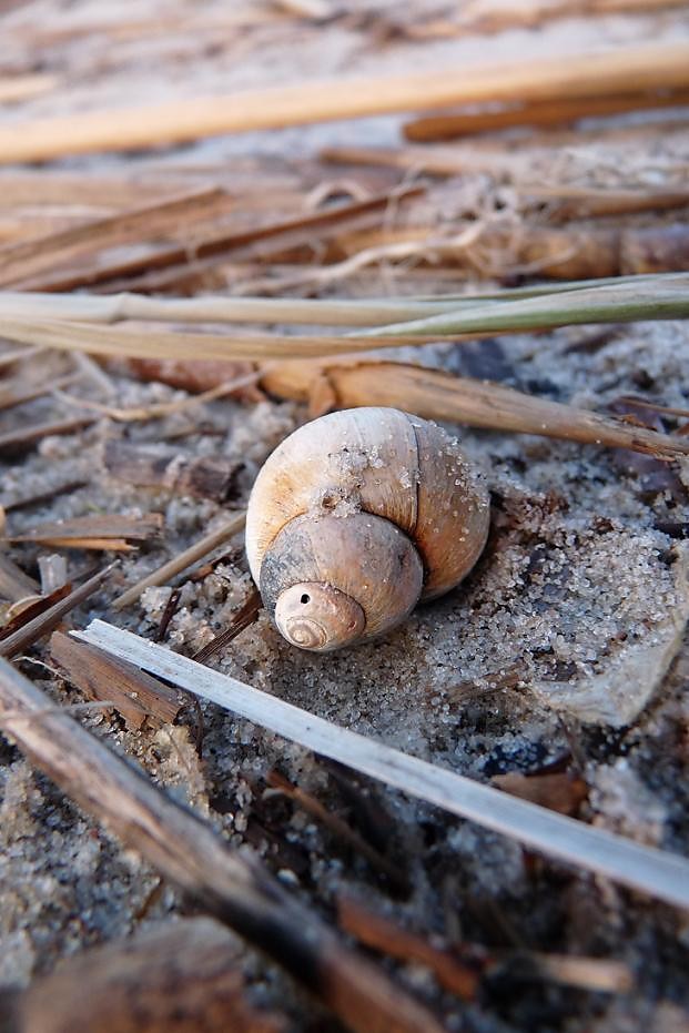 snail