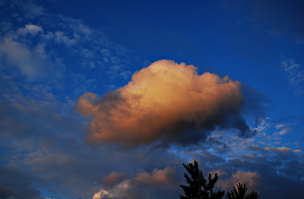 Cumulus mediocris