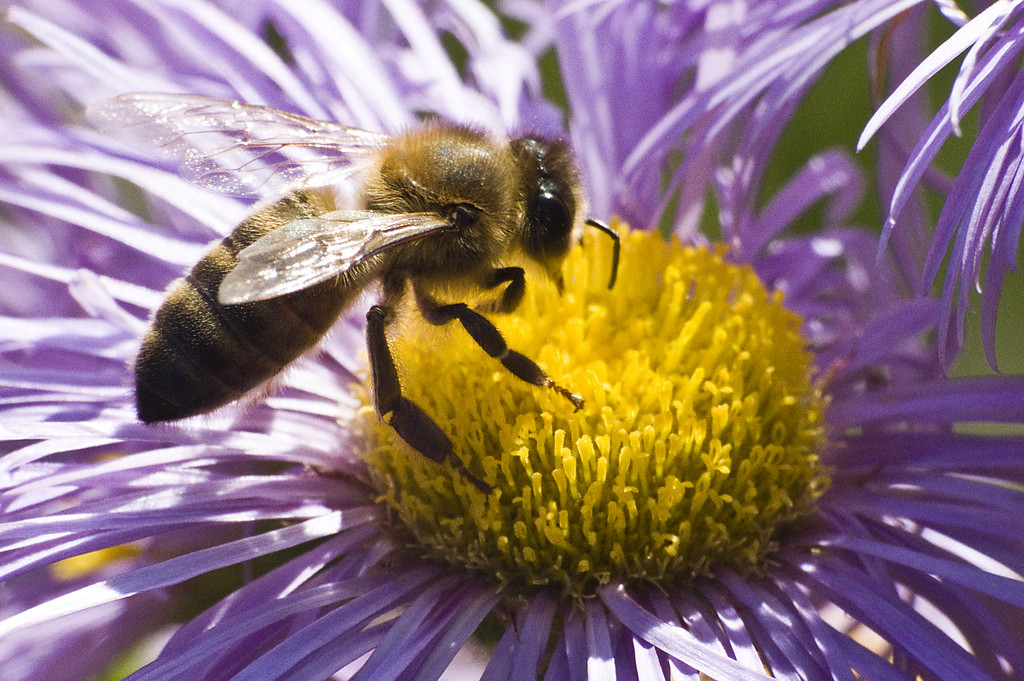 Bzzz...