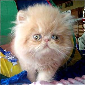 mortimer.
