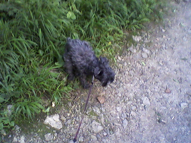 Piesa.