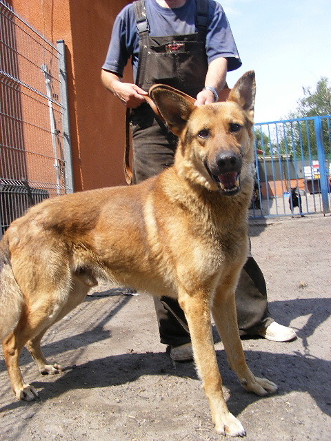 RUDY