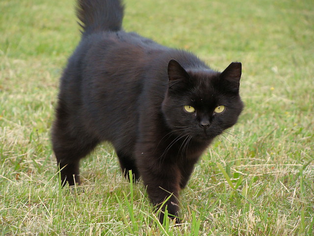 Kiciu