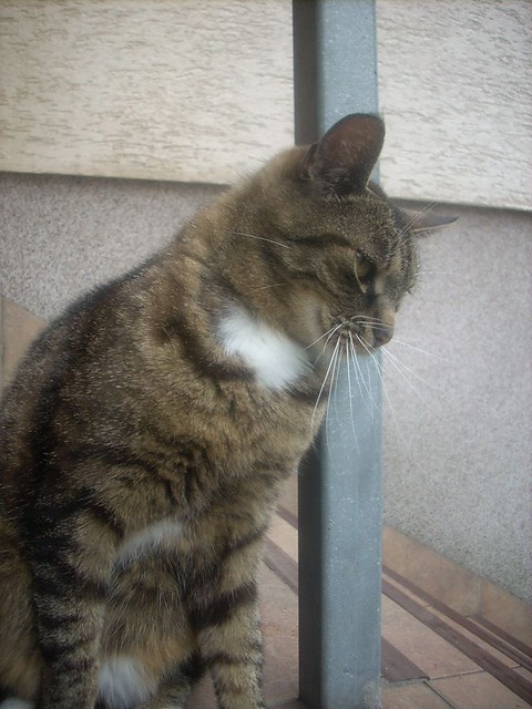 KitKat
