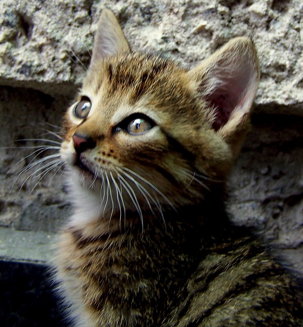 misie