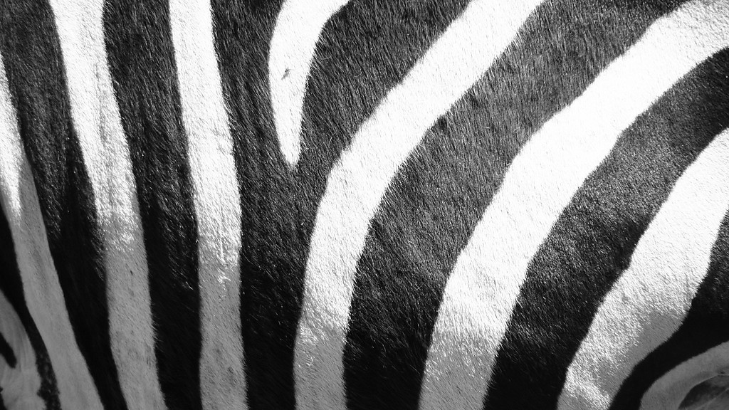 zebra.