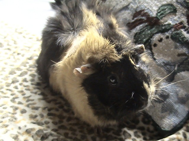Mika