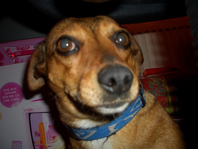 Mj piesek:)