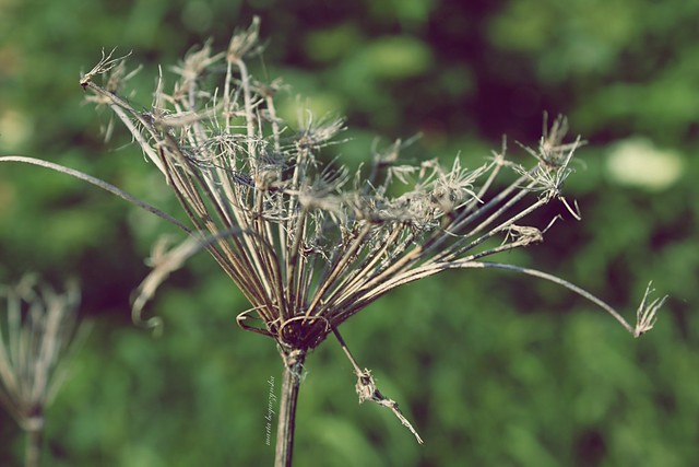 you.flower.