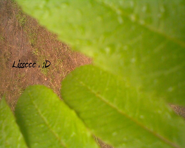 Licie . 