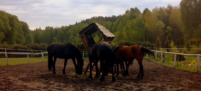 KONIczyna ! 
