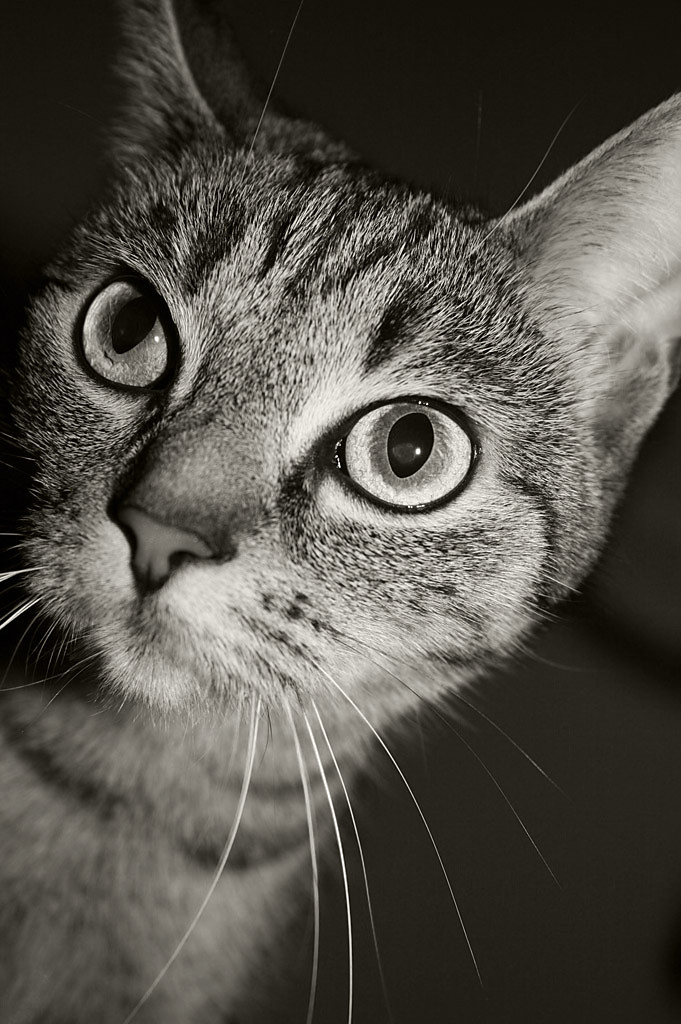 LOLA