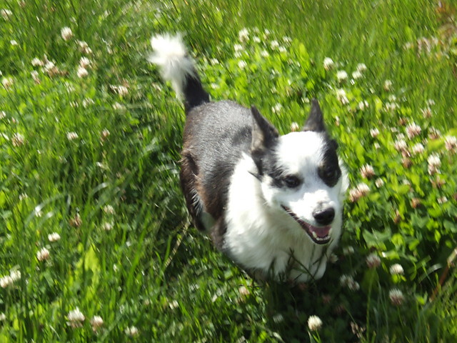SzOpEk