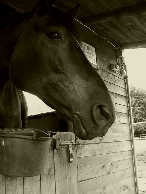 Hippika =]]