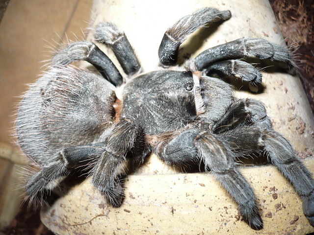 B.epicureanum