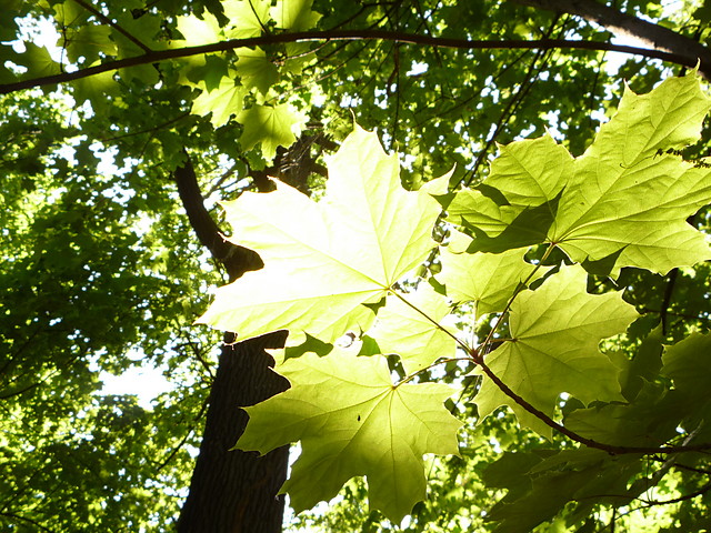 Lasek Bielaski 09.05.2009r.