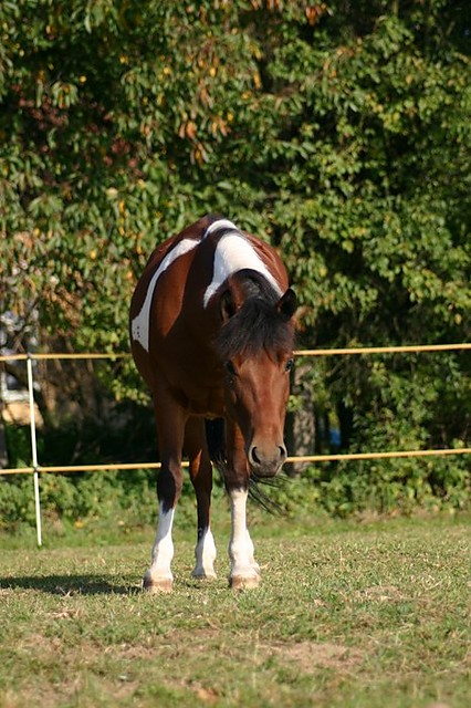 Misia.