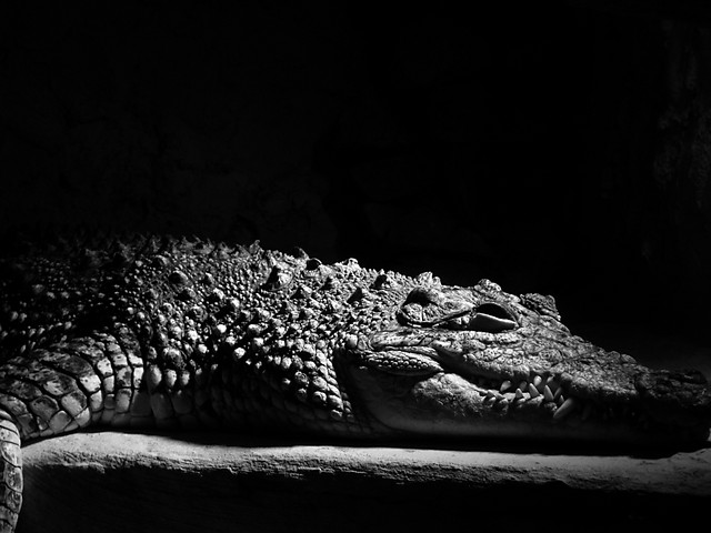 Caiman latirostris