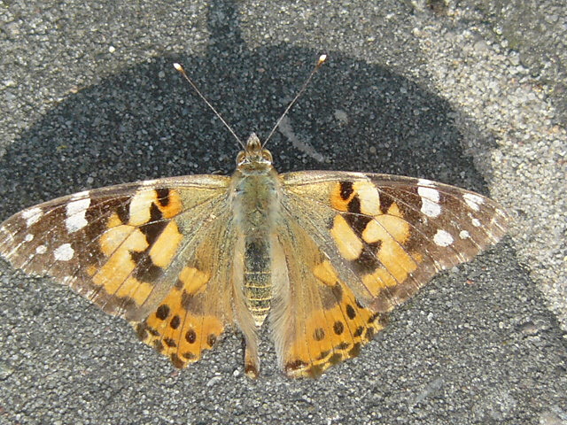 NATURA 