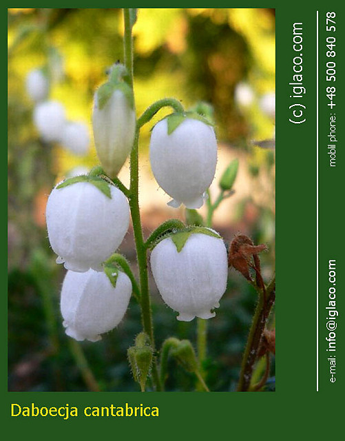 Daboecja cantabrica