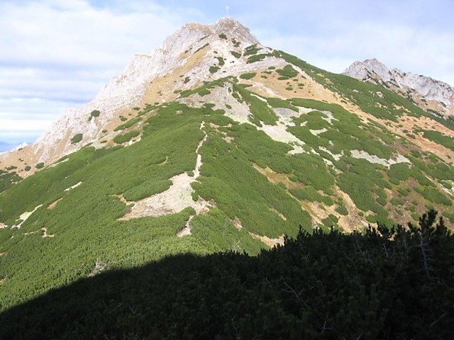 Cel