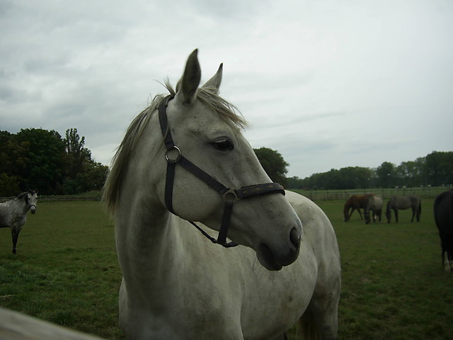Mojaa;**********