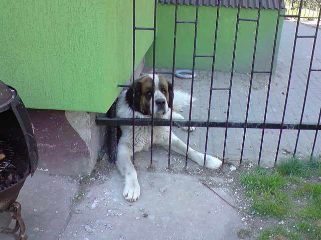 mj piesek Sumcio