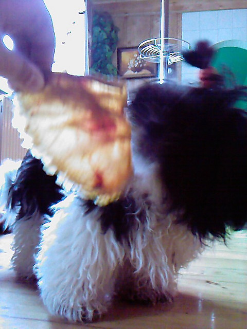 Mj Piesek xD ;**