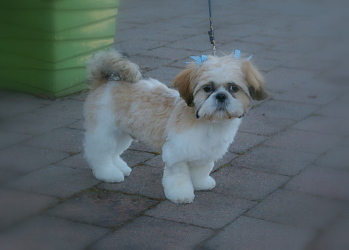 I love my Schi-tzu