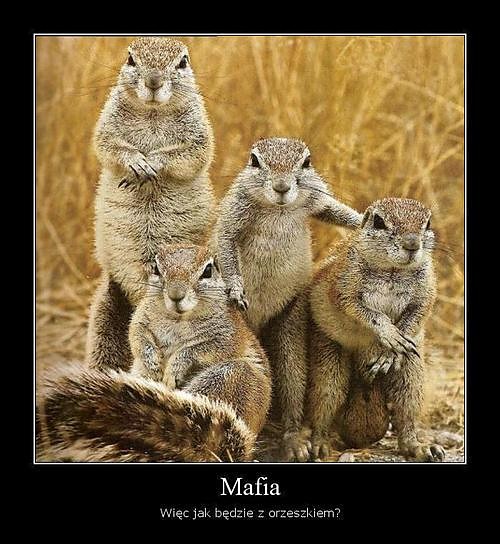mafia.