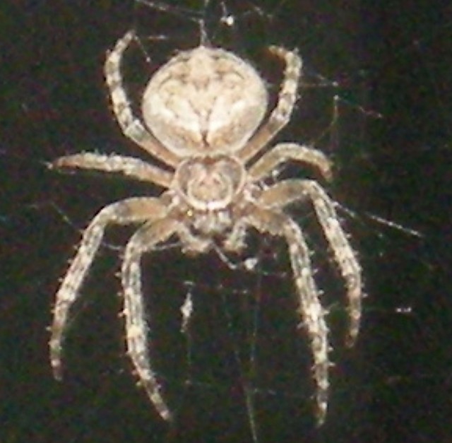Spider:)