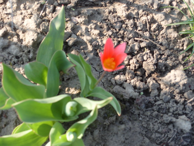 Tulipan . 