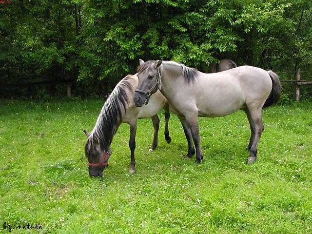 koniki polskie ;] 