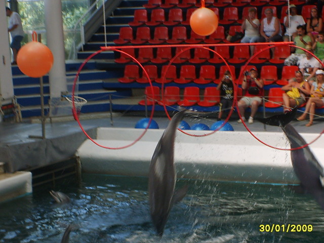 w delfinarium