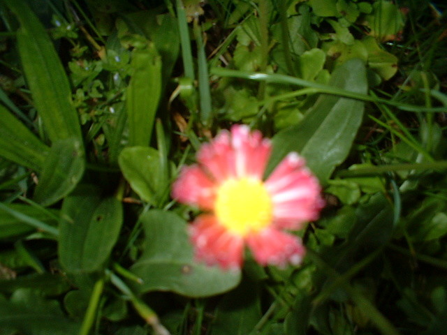 `... a do mierci.`