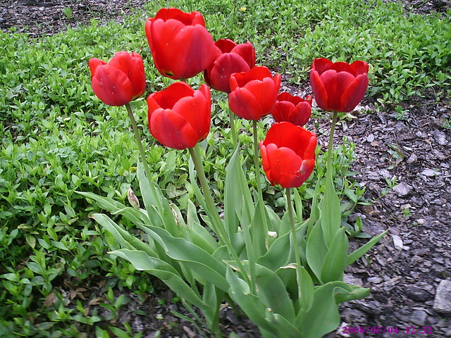 Die Blumen... xD