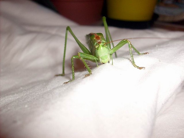 :O