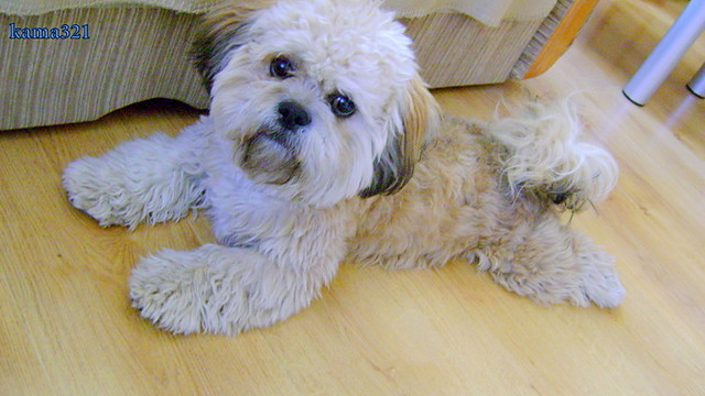 TOBI
