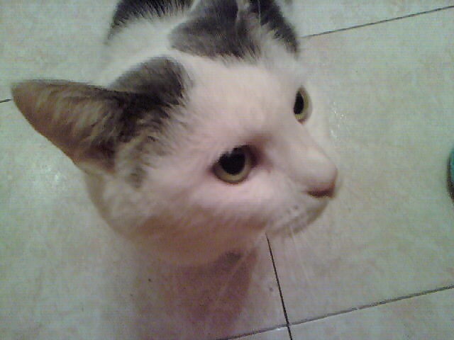 Kicia^^