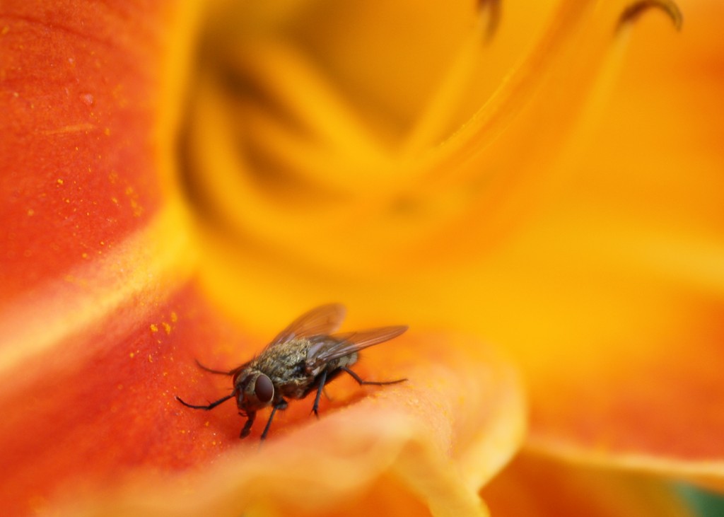 Nasty fly.